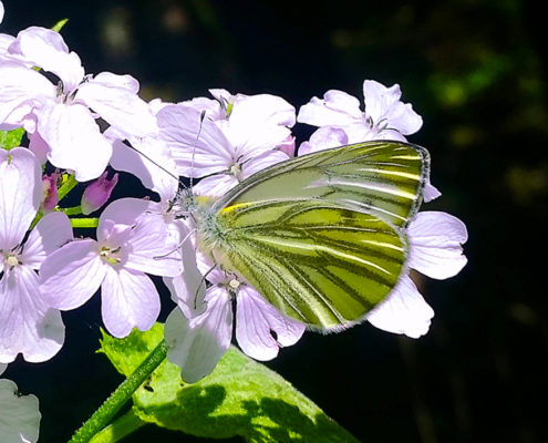 Schmetterling an der Nister, Wilhelmsteg, Kroppacher Schweiz, Westerwald