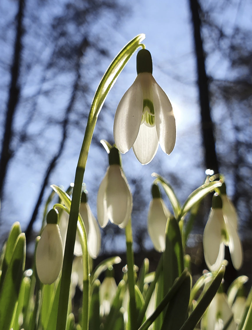 Wilhelmsteg_frühling